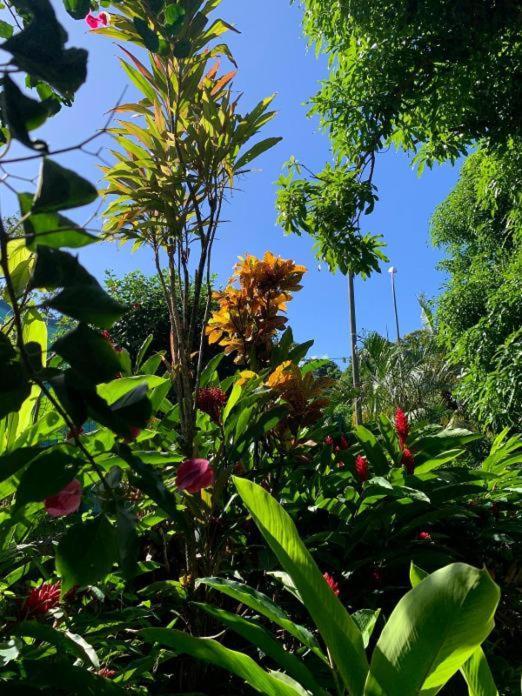 Villa Coco Caraibes Deshaies Exterior photo